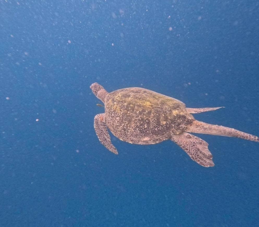 Скандал на Симиланских островах