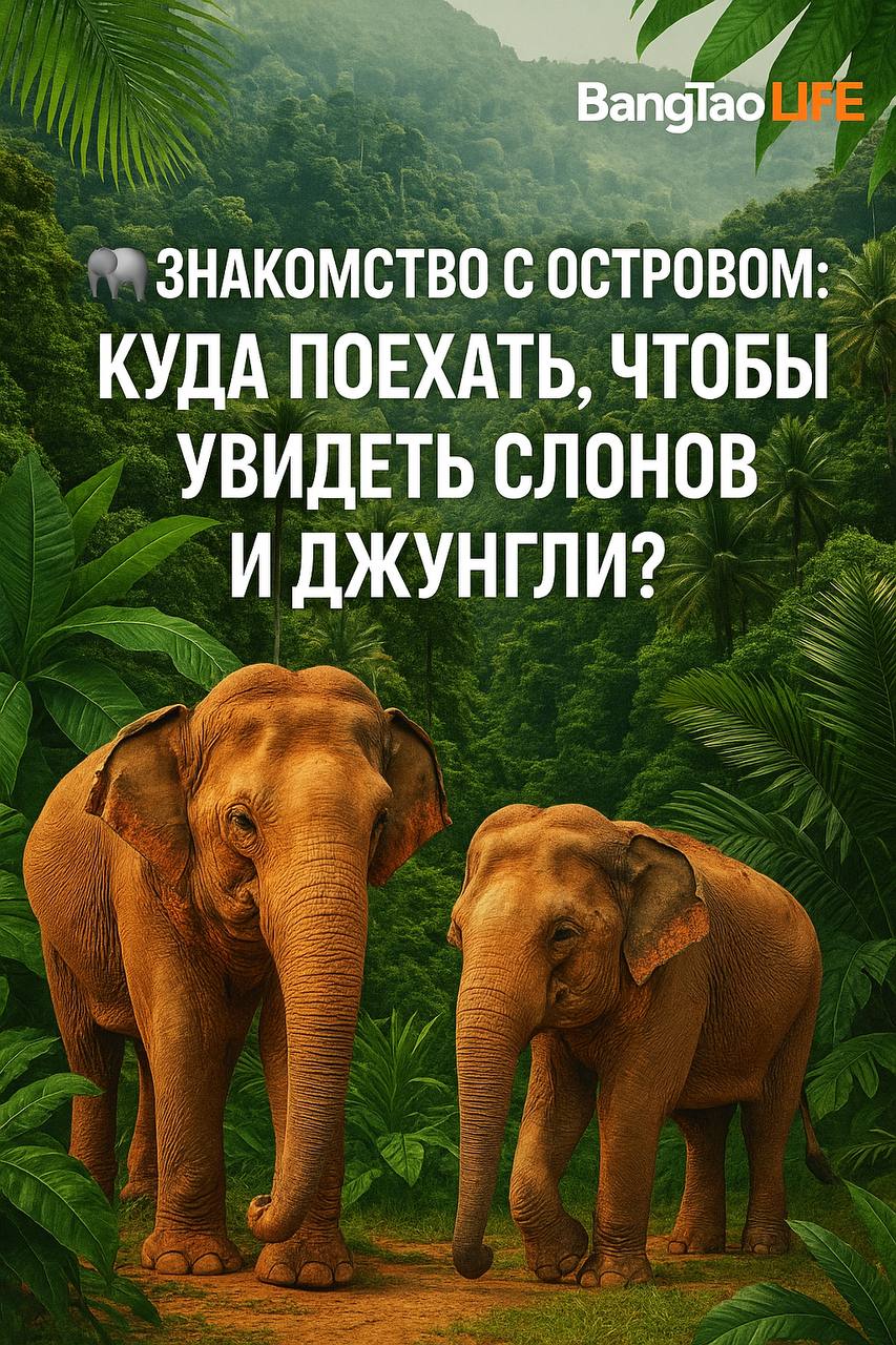 Знакомство с островом: слоны и джунгли