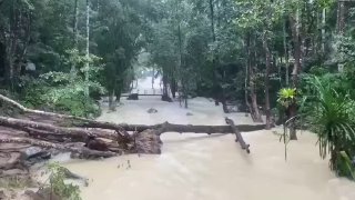 Тревога в заповеднике Тон Нга Чанг