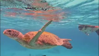 Строгое наказание за вред морской фауне