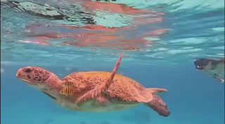 Турист накормил черепаху браслетом