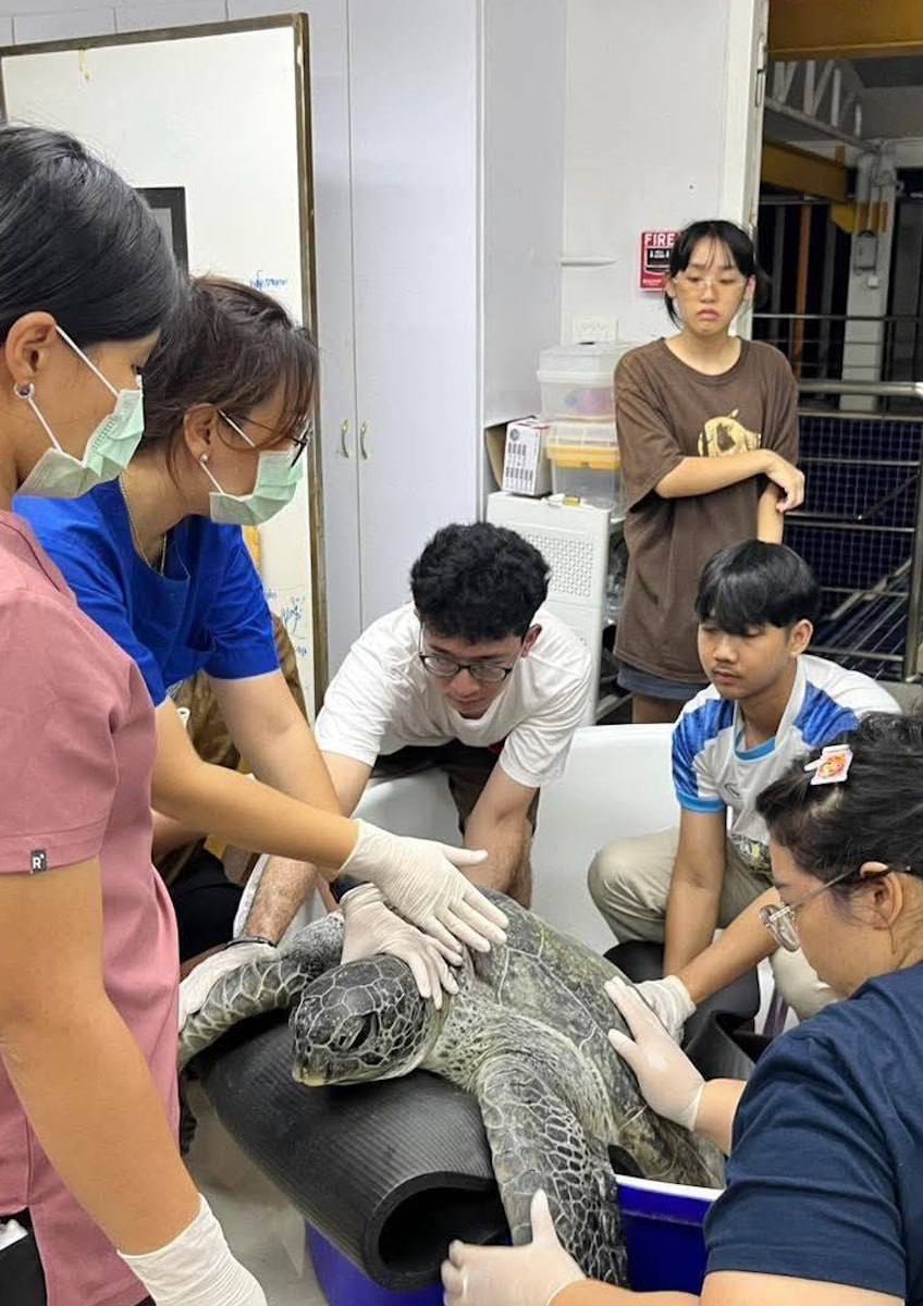 Турист накормил черепаху браслетом