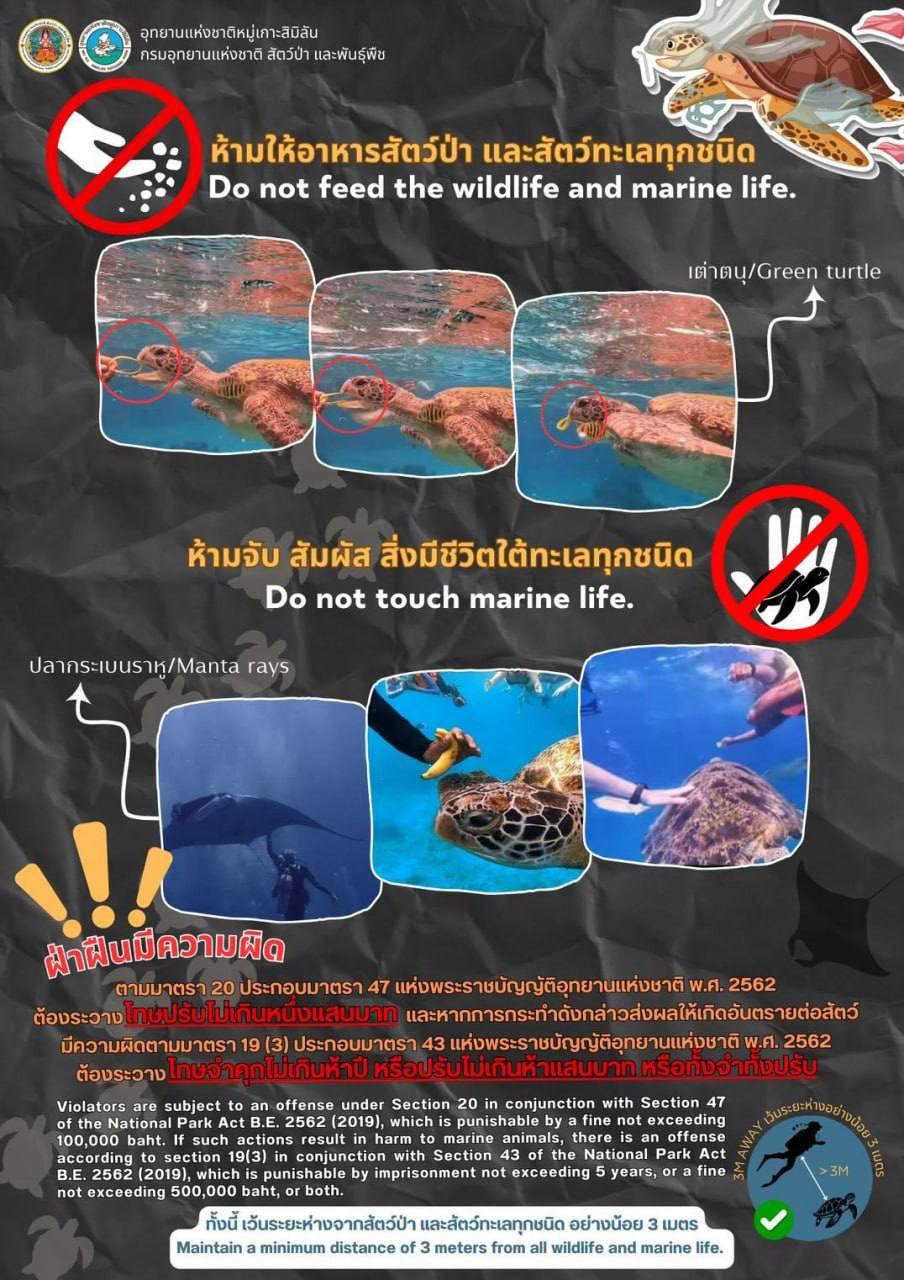 Турист накормил черепаху браслетом