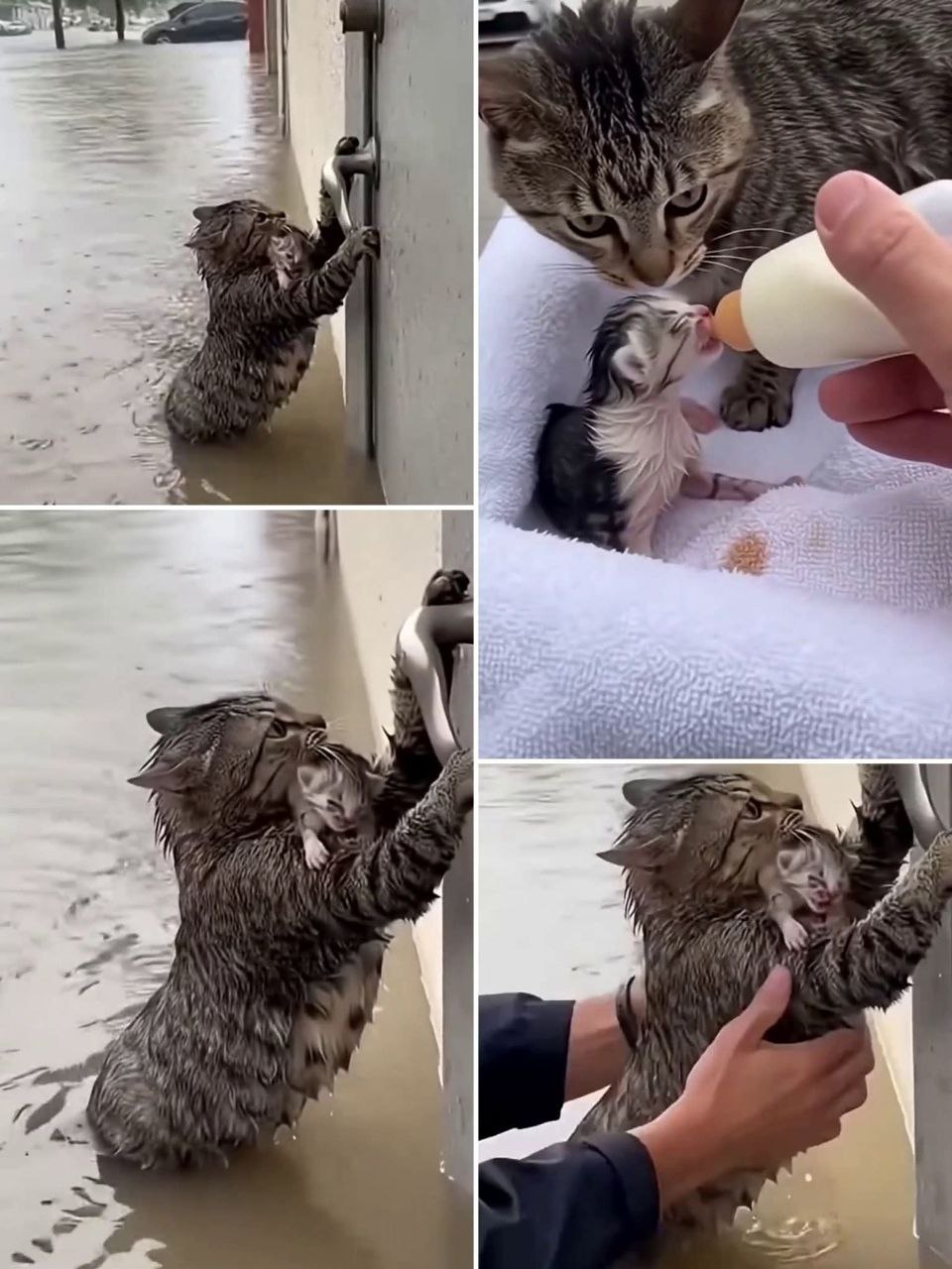 Героизм кошки во время наводнения