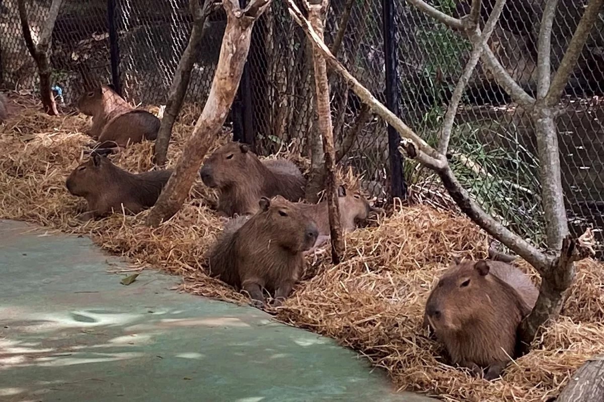 Забота о животных в зоопарке Корат