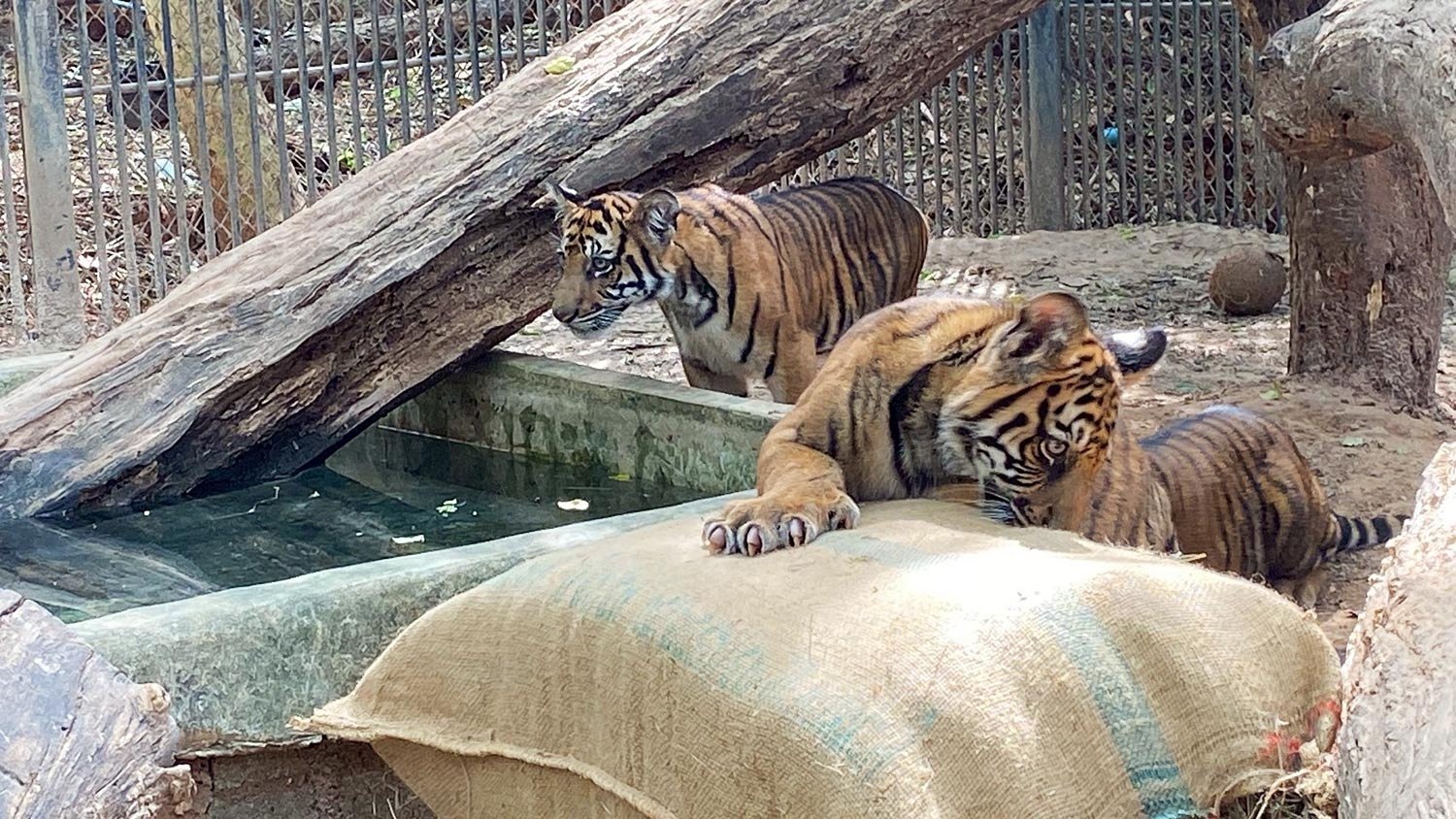 Забота о животных в зоопарке Корат