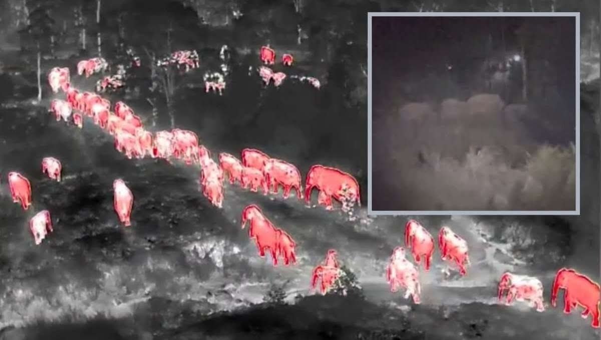 Слоны угрожают урожаю в Таиланде