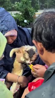 Забота о животных во время наводнения в Таиланде