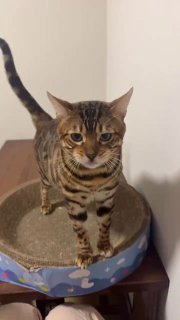 Идеальный товар для вашего кота