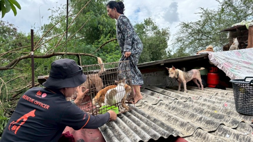 Помощь животным в Хатъяе