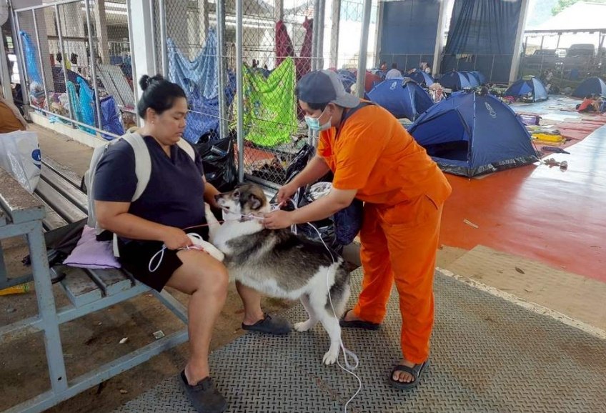 Помощь животным в Хатъяе