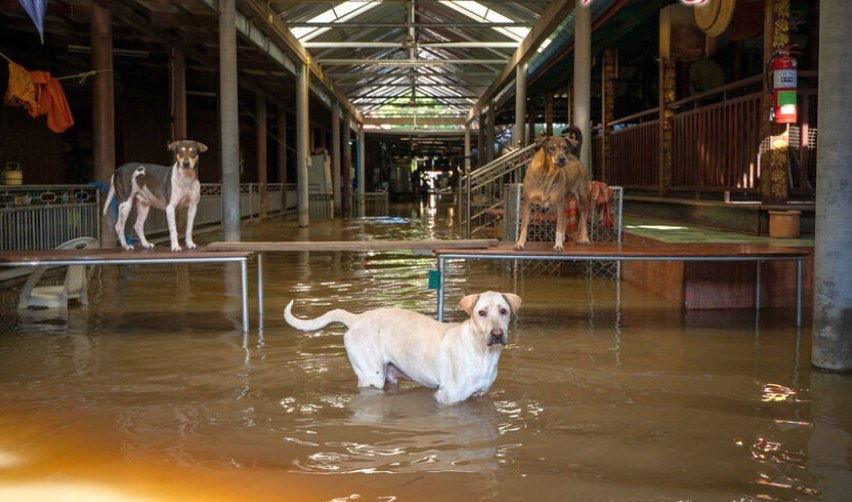 Помощь животным в Хатъяе