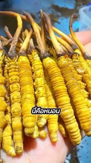 Кордицепс: миф или ценный тоник?