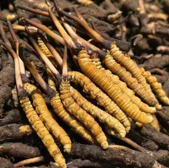 Кордицепс: миф или ценный тоник?