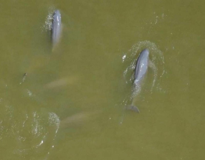 Спасение дельфинов в Таиланде