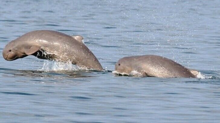 Спасение дельфинов в Таиланде