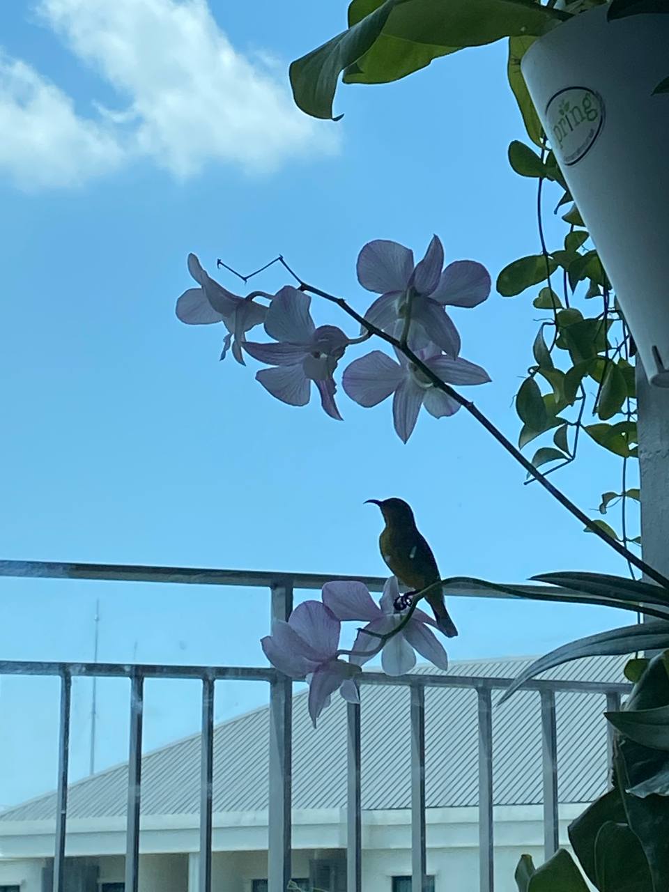 Аренда квартиры в Банг Тао