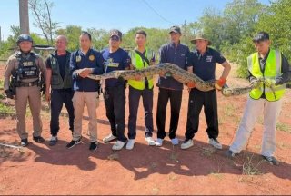 Питон-обжора пойман в Кхонкэне