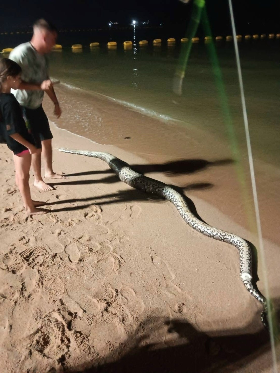 Питон на пляже Джомтьен