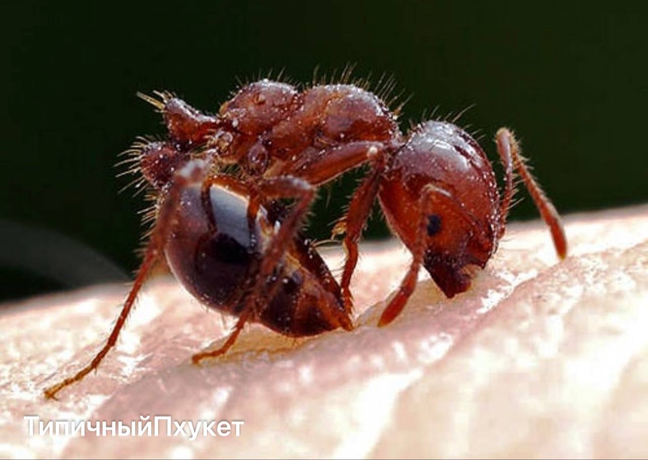 Нападение огненных муравьев на вилле в Пхукете