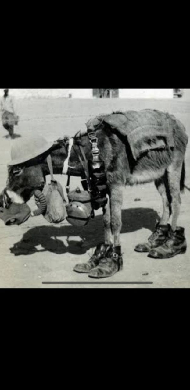 Услуги водительского удостоверения и аренда