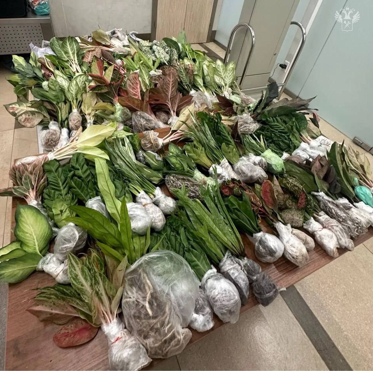 Нелегальный ввоз кактусов в Красноярск