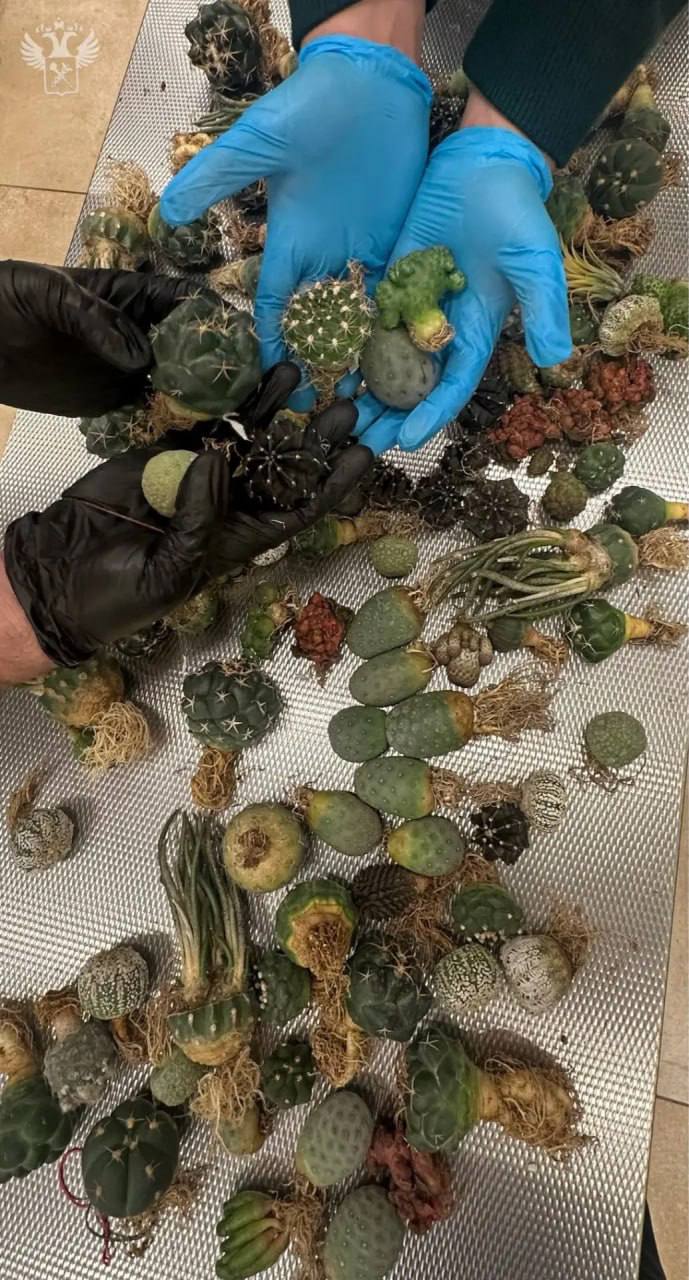 Нелегальный ввоз кактусов в Красноярск