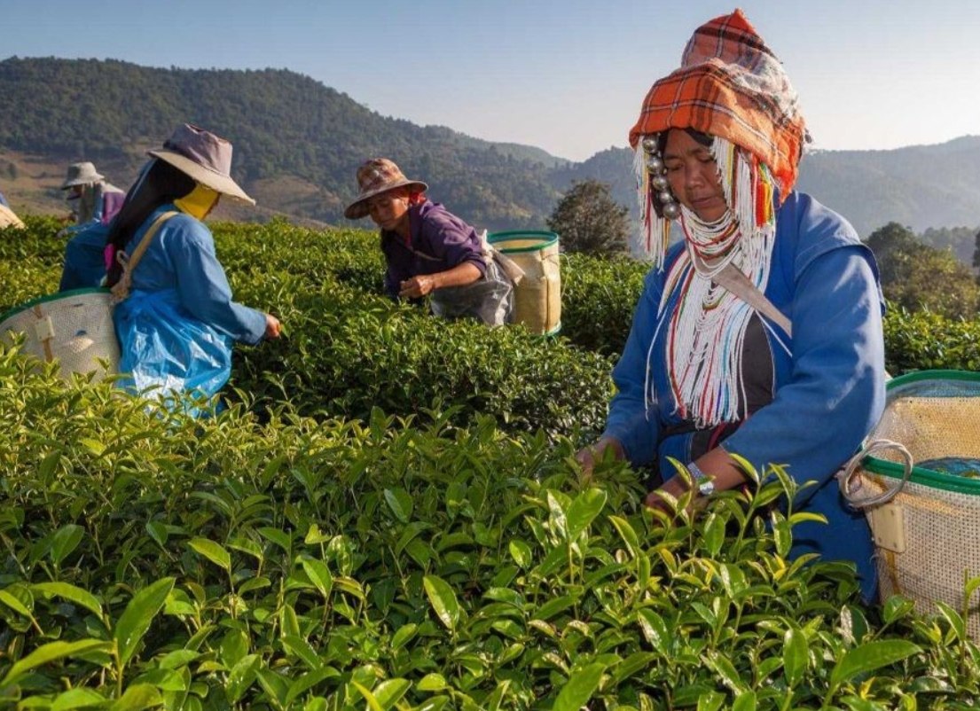 Мае Салонг: чайный рай в Таиланде