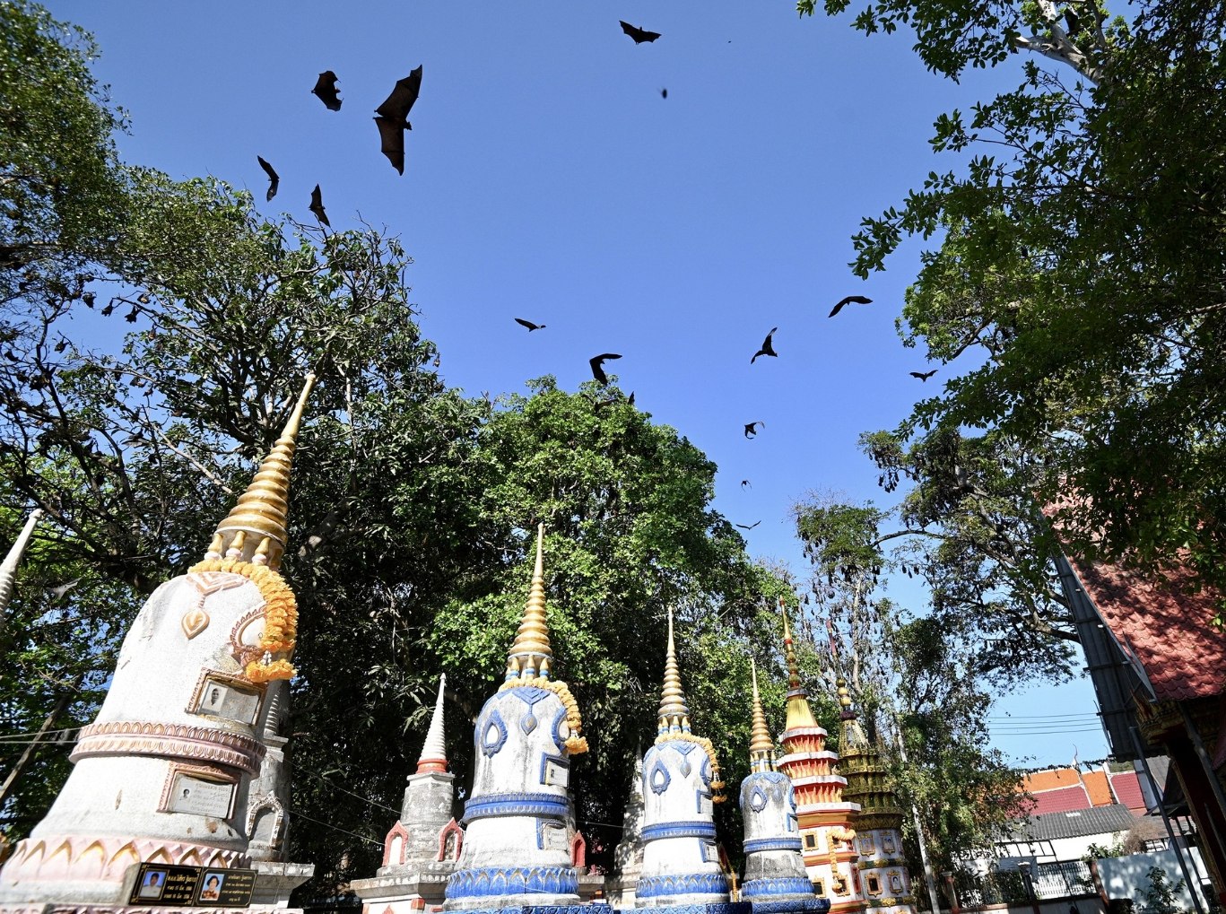 Битва за чистоту в храме Аюттхая