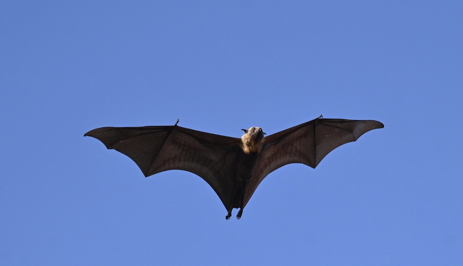 Битва за чистоту в храме Аюттхая