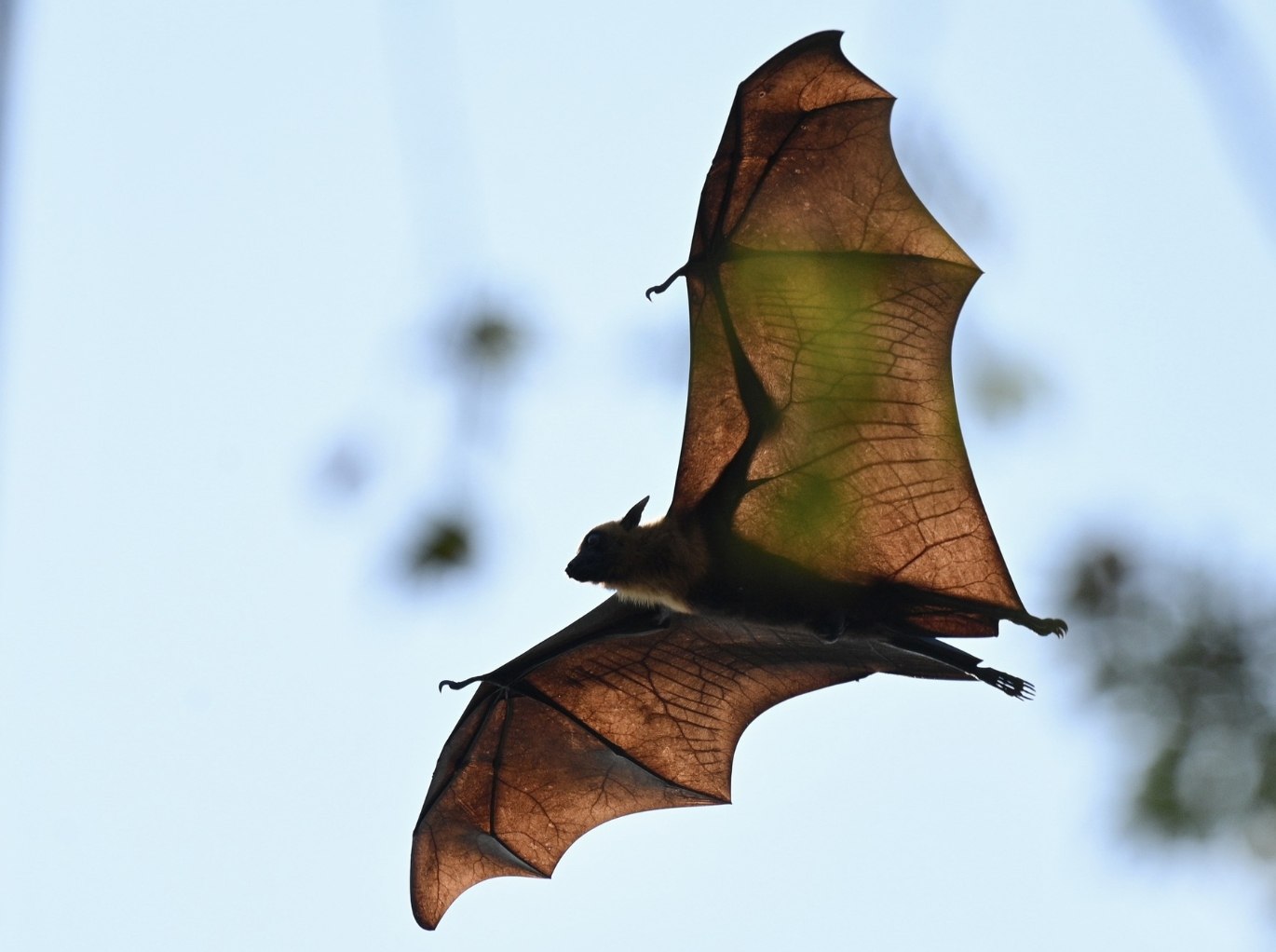 Битва за чистоту в храме Аюттхая