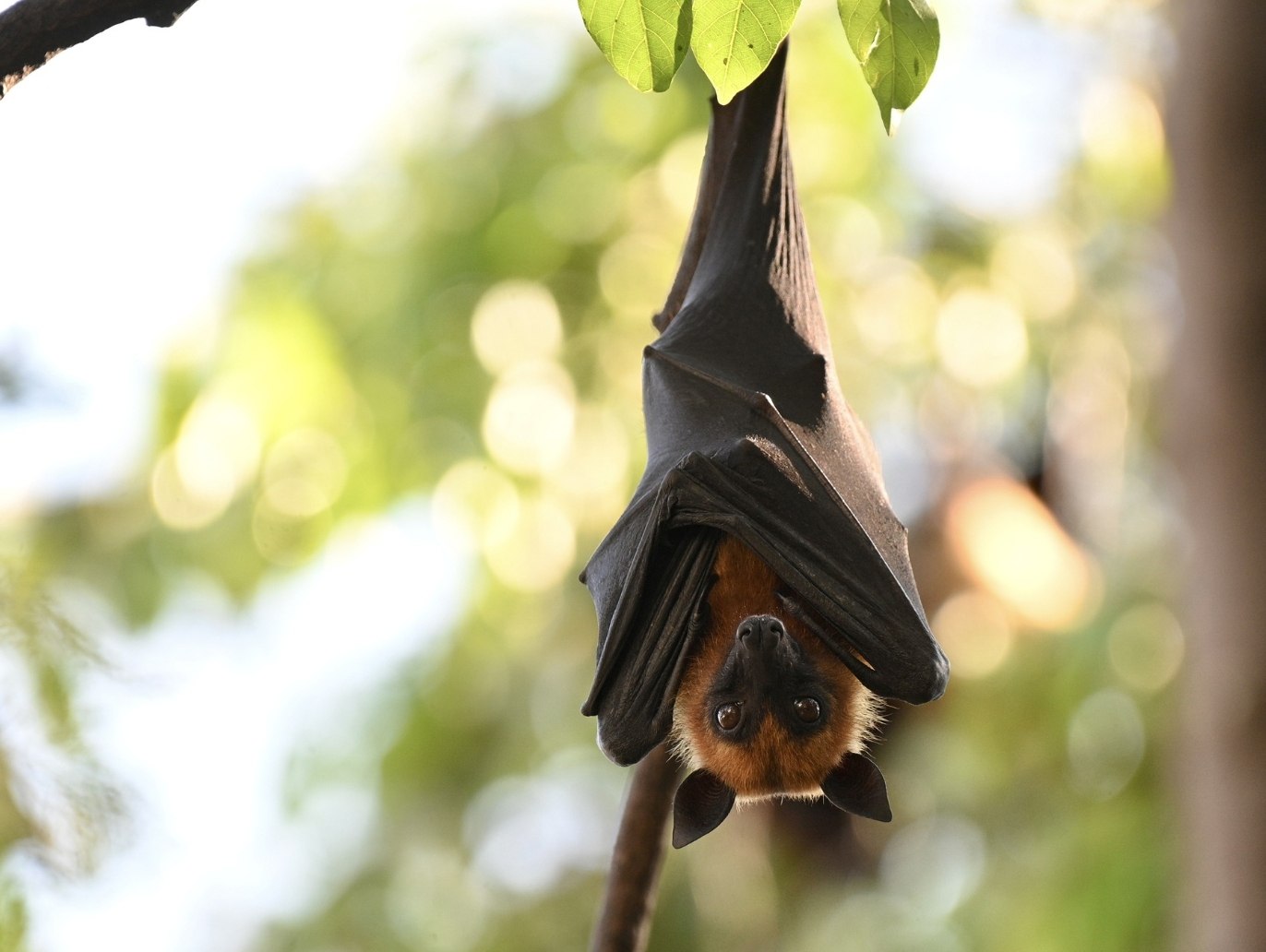 Битва за чистоту в храме Аюттхая