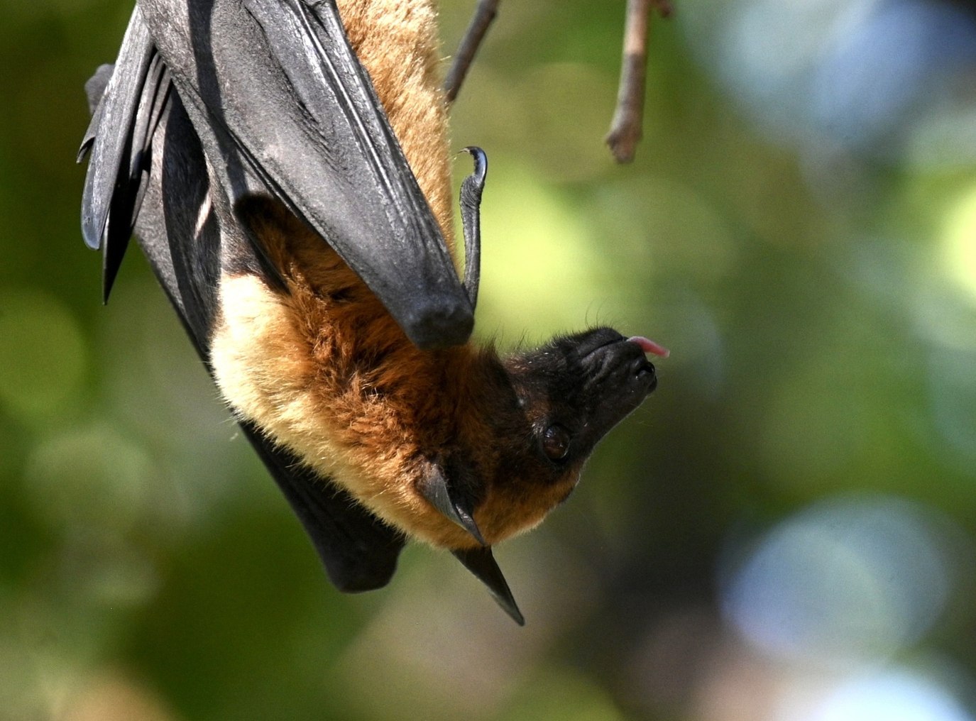 Битва за чистоту в храме Аюттхая