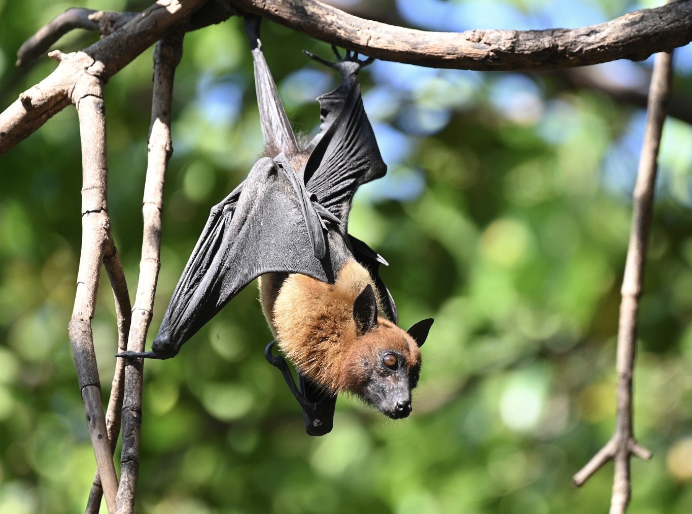 Битва за чистоту в храме Аюттхая