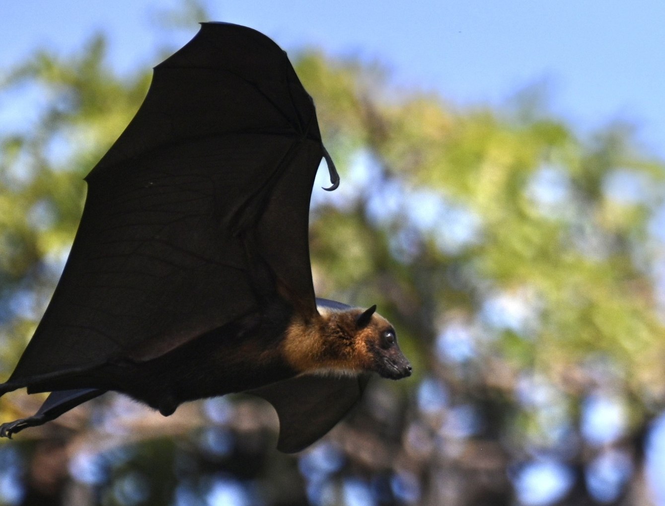 Битва за чистоту в храме Аюттхая