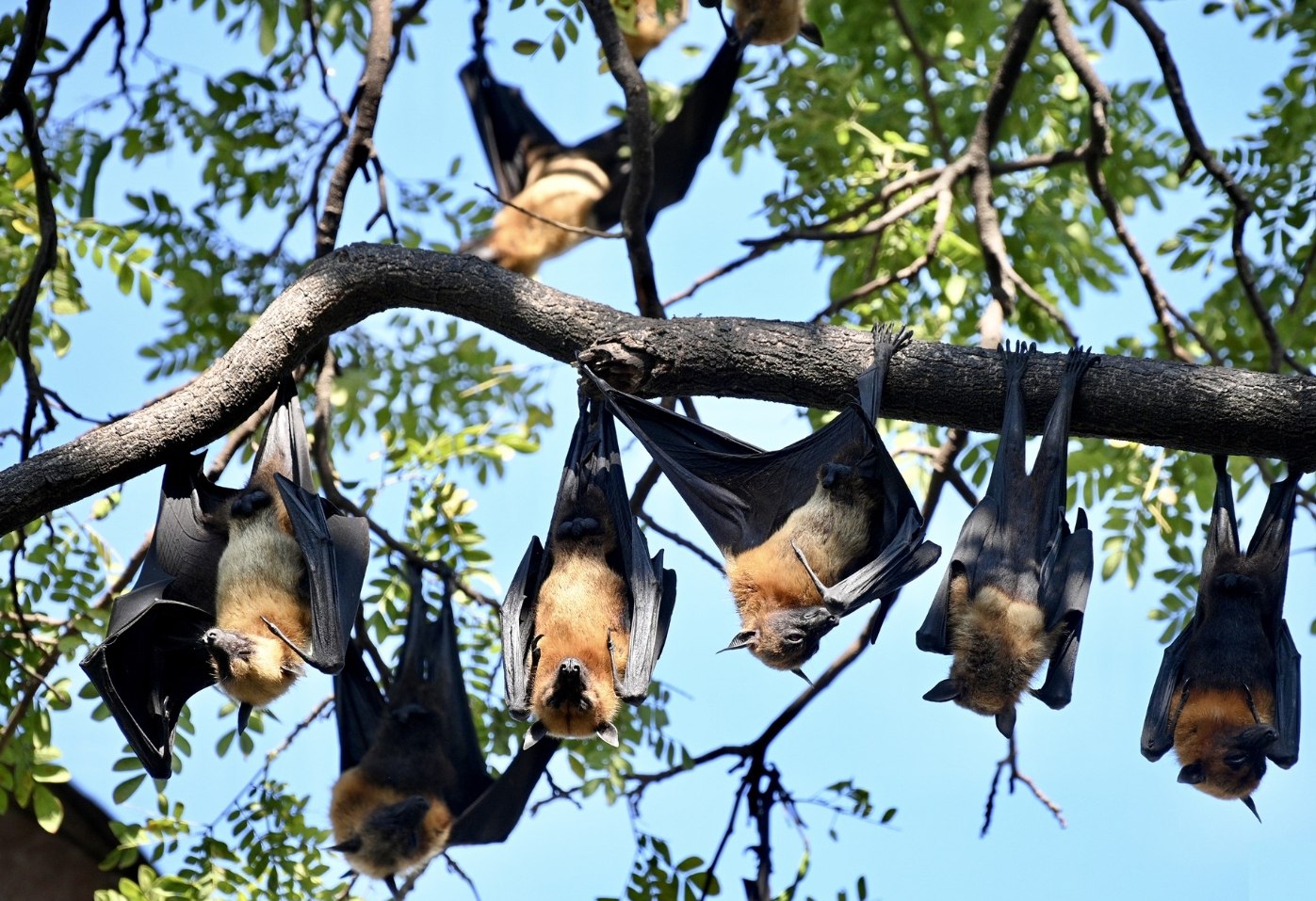 Битва за чистоту в храме Аюттхая