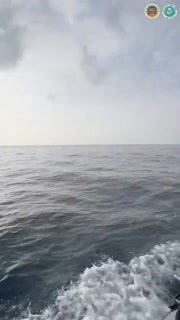 Дельфины вернулись в Симиланы