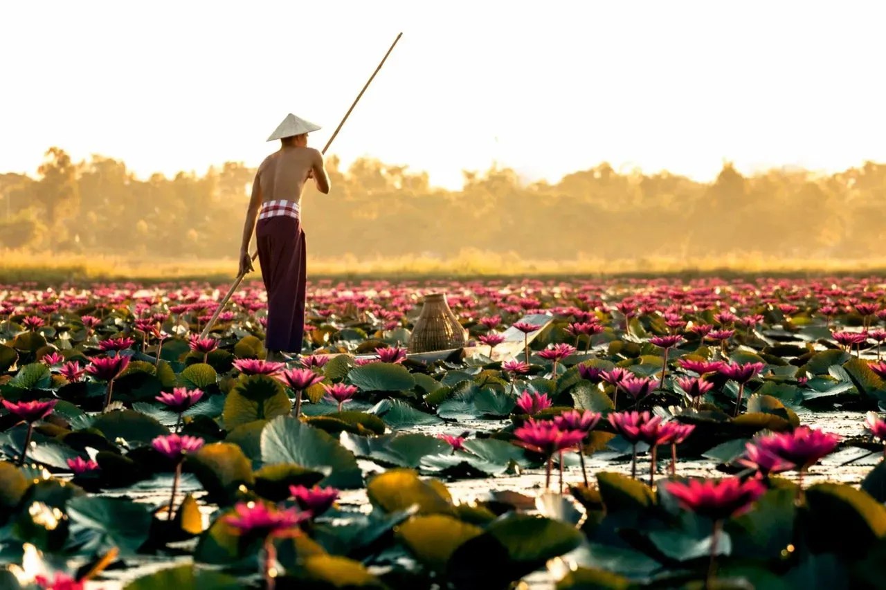 Сезон цветения лотоса в Таиланде