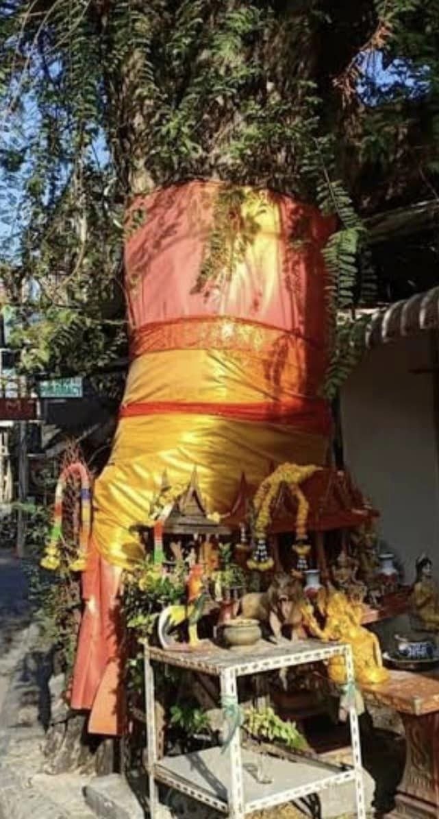 Срублено священное тамариндовое дерево в Паттайе