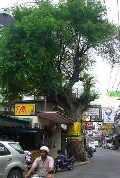 Срублено священное тамариндовое дерево в Паттайе