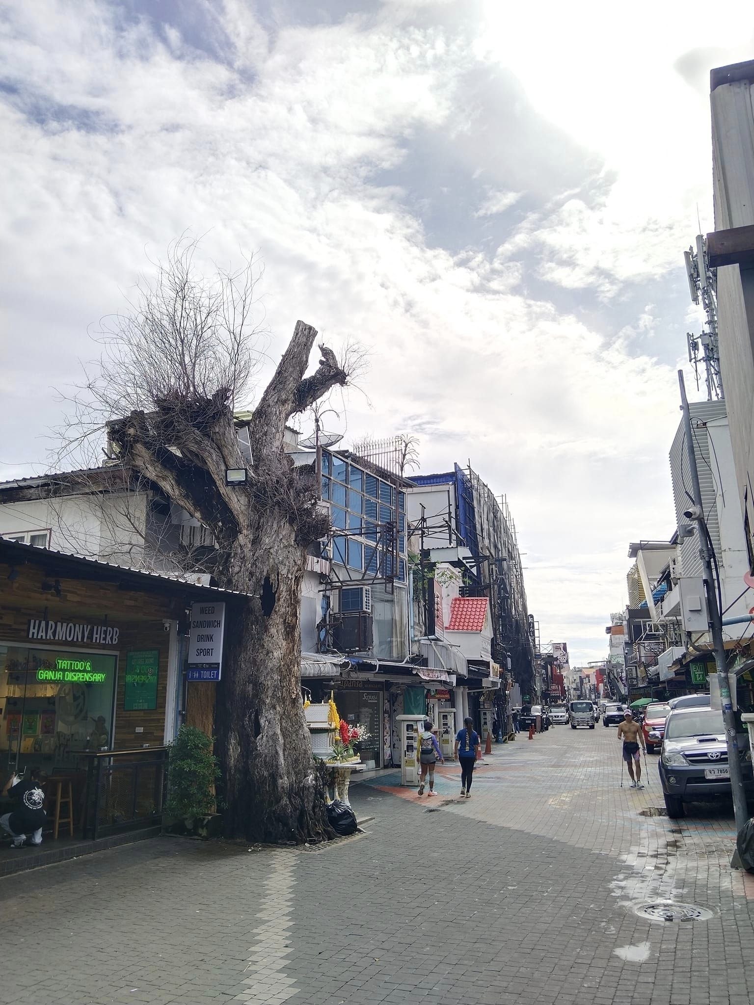 Срублено священное тамариндовое дерево в Паттайе