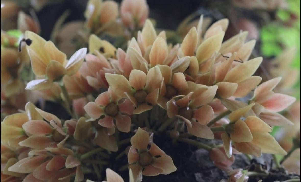 Цветение в национальном парке