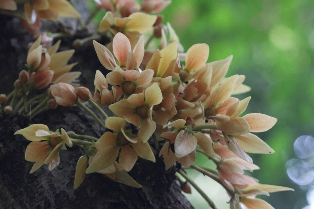 Цветение в национальном парке