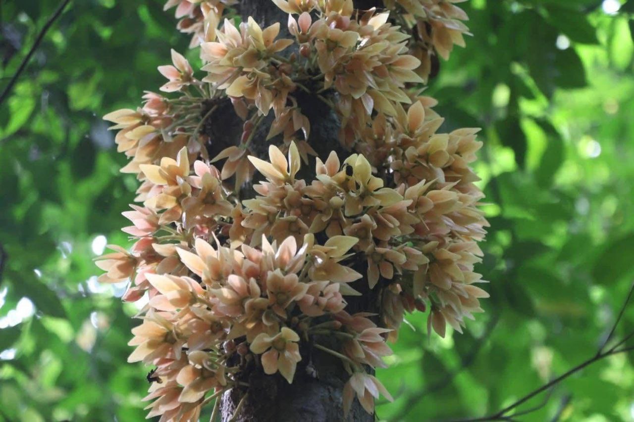 Цветение в национальном парке