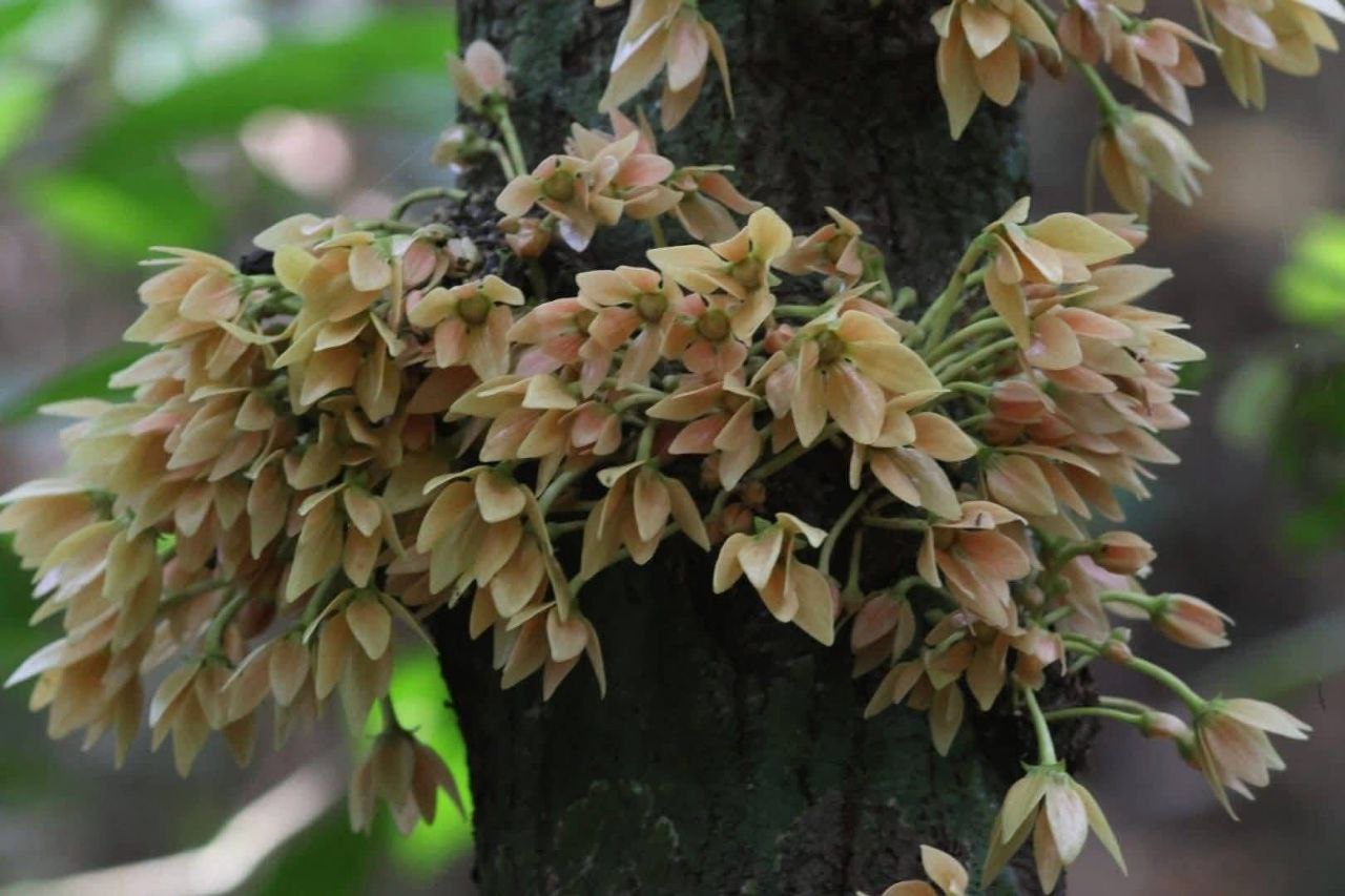 Цветение в национальном парке