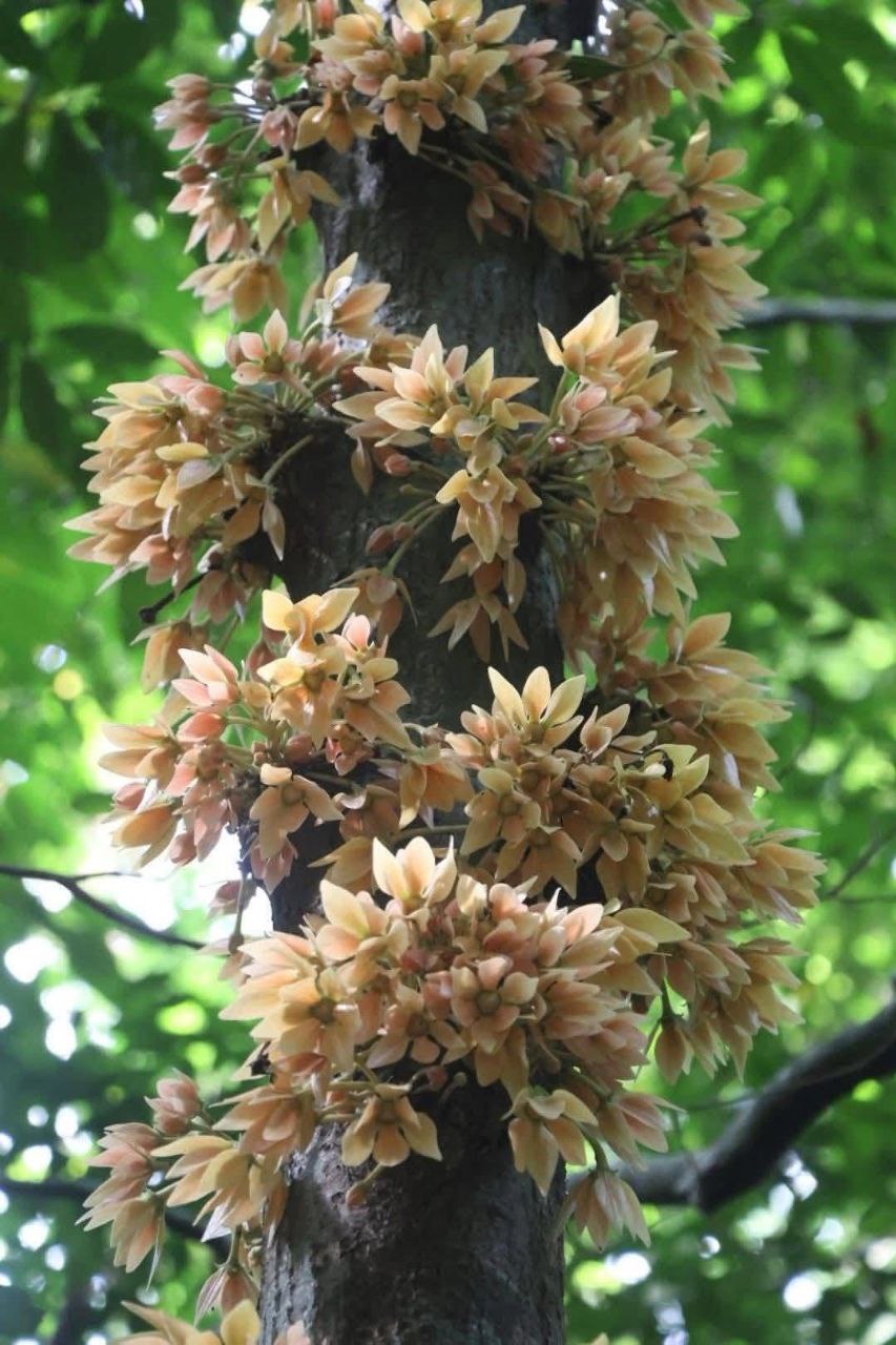 Цветение в национальном парке
