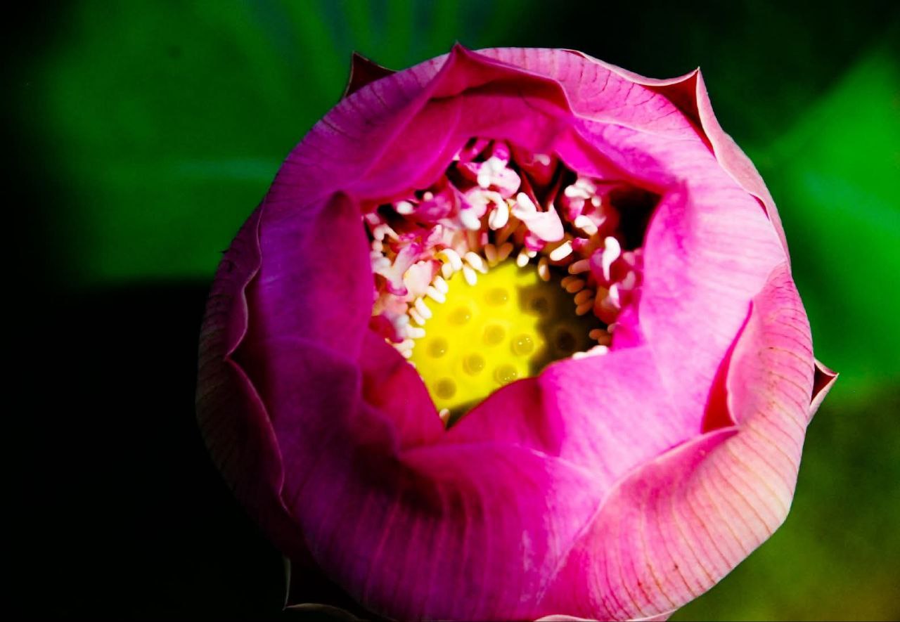 Красота тайского лотоса Саттабонгкотч