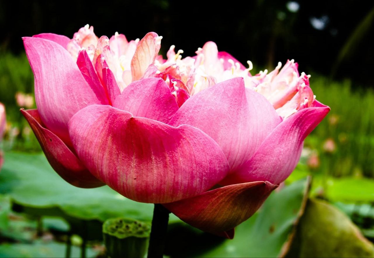 Красота тайского лотоса Саттабонгкотч