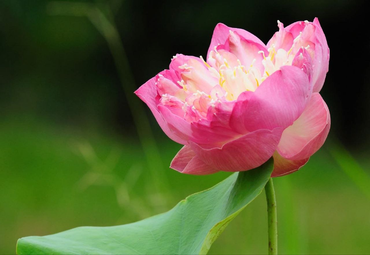 Красота тайского лотоса Саттабонгкотч