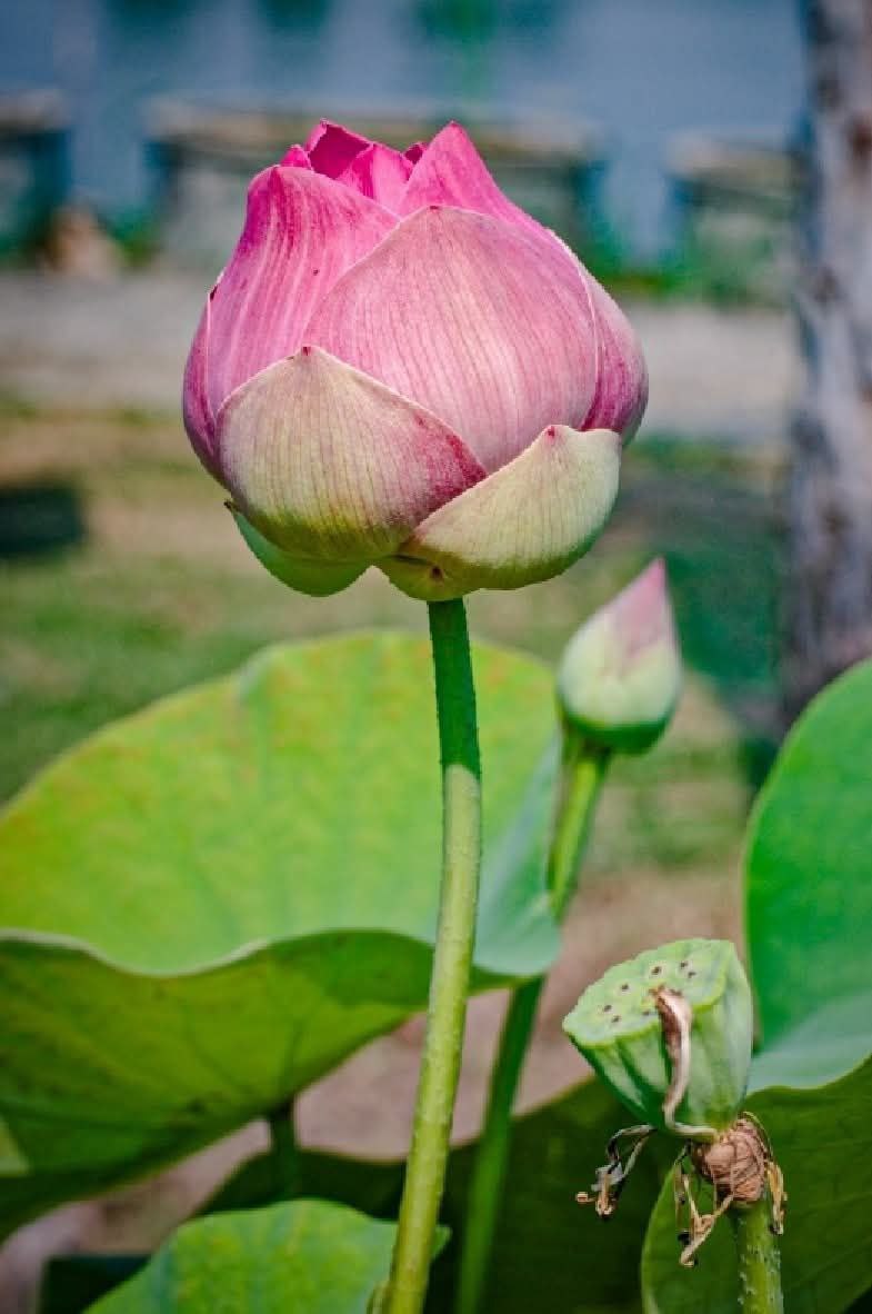 Красота тайского лотоса Саттабонгкотч